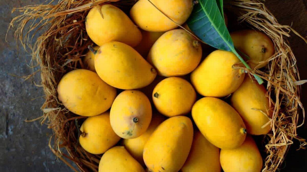 Chemically Ripe Mango Identification Tips -કેરી કુદરતી રીતે પાકેલી છે કે કેમિકલથી પકવવામાં આવી છે? ચૂટકી વગાડતા ખબર પડી જશે! | - News18 Gujarati
