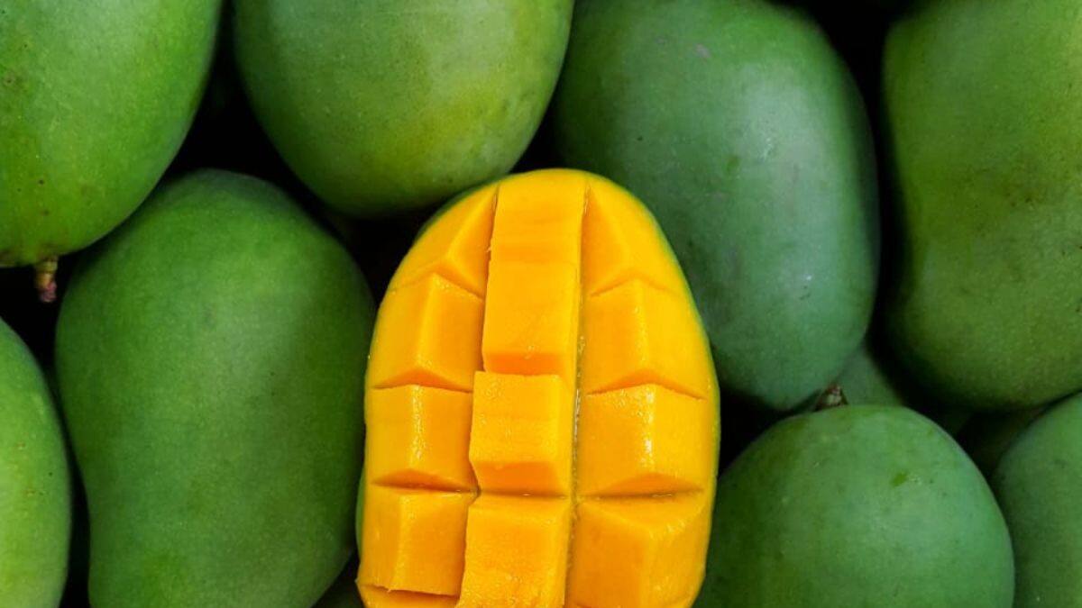Chemically Ripe Mango Identification Tips -કેરી કુદરતી રીતે પાકેલી છે કે કેમિકલથી પકવવામાં આવી છે? ચૂટકી વગાડતા ખબર પડી જશે! | - News18 Gujarati
