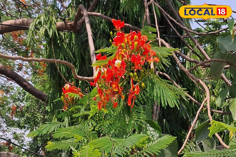 માથે ટાલ પડતી અટકાવશે આ લાલ ફૂલોવાળું વૃક્ષ, દૂર કરશે લોહીની કમી ...