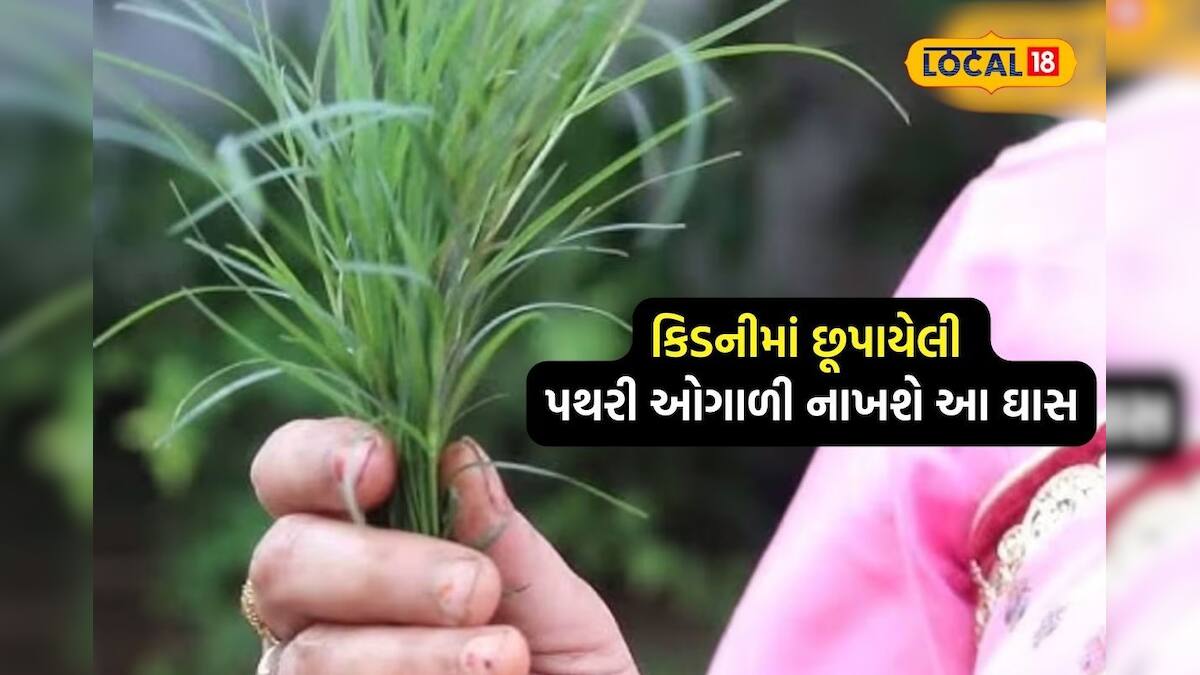 કિડનીમાં છૂપાયેલી પથરી ઓગાળી દેશે આ ઘાસ, ડાયાબિટિસનો છે રામબાણ ઈલાજ