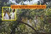 હીટવેવ, વરસાદ, કરા સામે કેરીના પાકને બચાવવા ગુજરાતના ખેડૂતોએ શોધી નાંખ્યો જોરદાર 'જુગાડ'