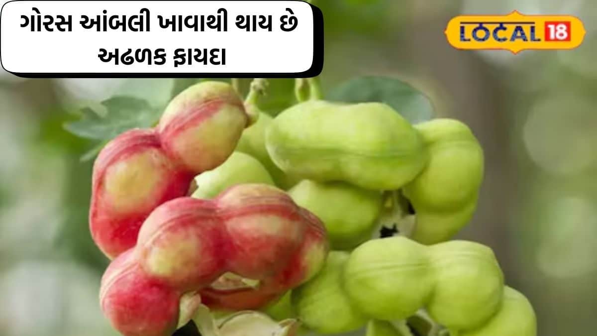 જંગલ અને ગામડામાં જોવા મળે છે ગોરસ આંબલી - Gorus Ambali is found in ...