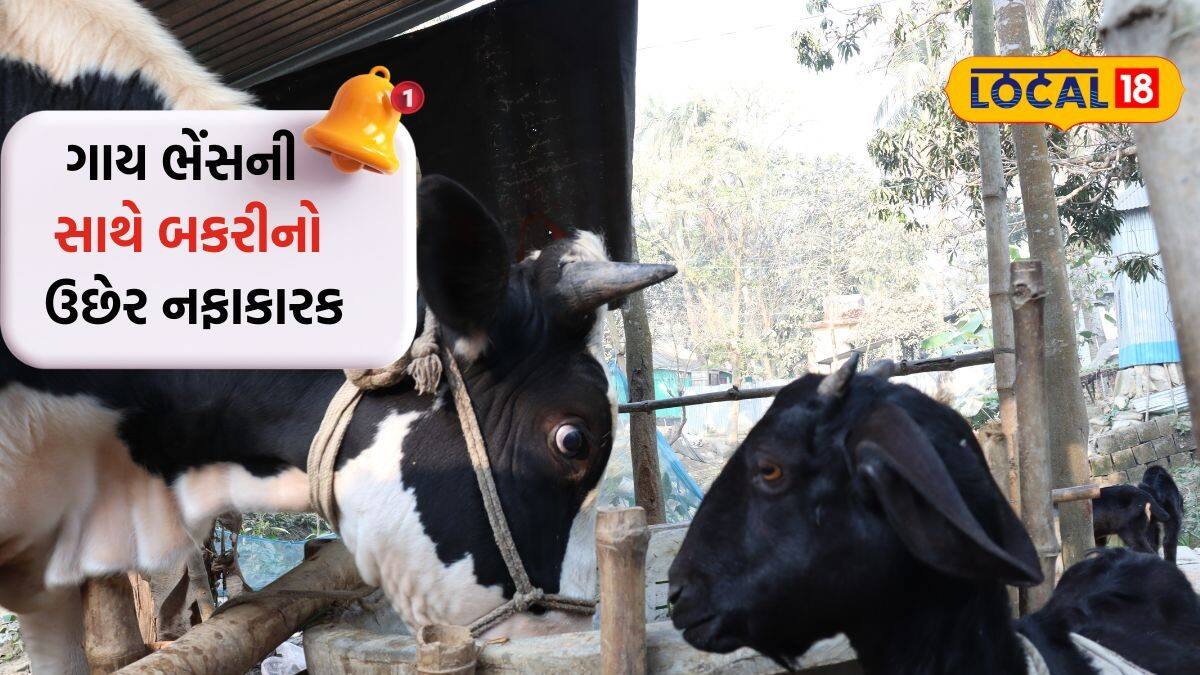ગાય-ભેંસ સાથે બકરીઓનો ઉછેર પણ નફાકારક - Rearing of goats along with ...