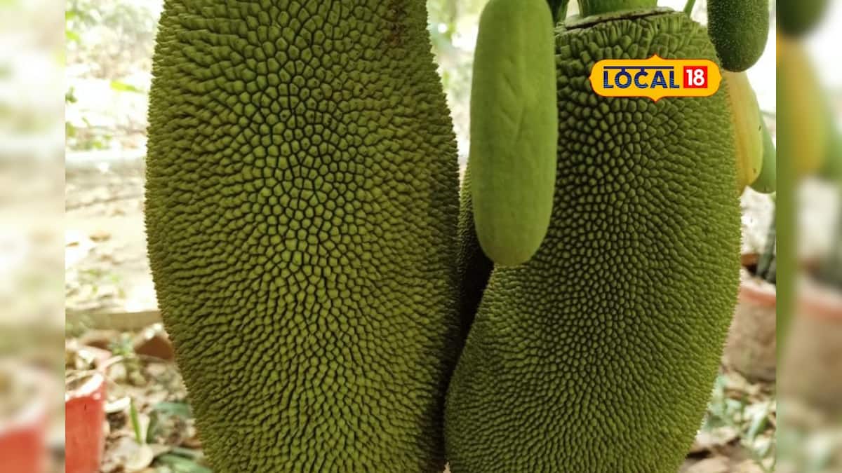 Gujarati News ફણસનાં આયુર્વેદિક ફાયદા Ayurvedic benefits of