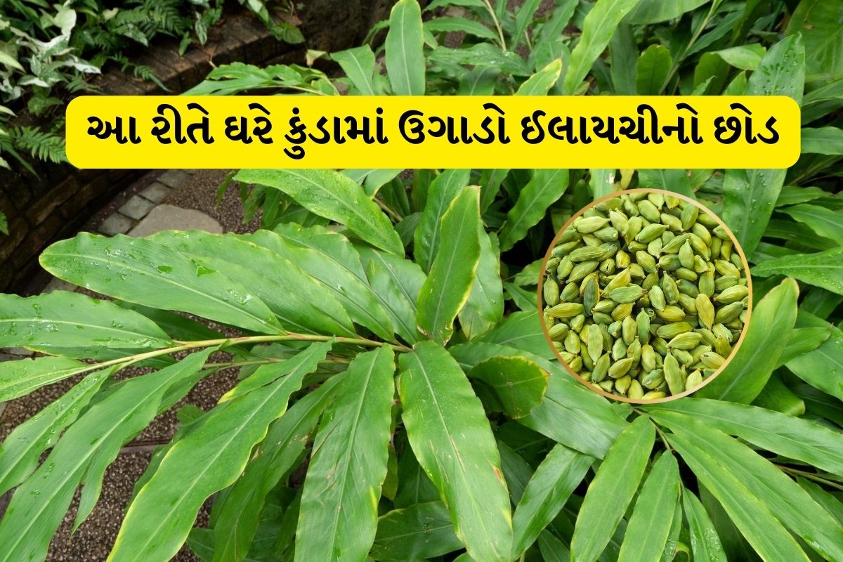 Ilayachi Tree કાયમ મફતમાં ઈલાયચી ખાવી હોય તો આ રીતે ઘરે ઉગાડો છોડ, બજારમાંથી લાવવાની ...