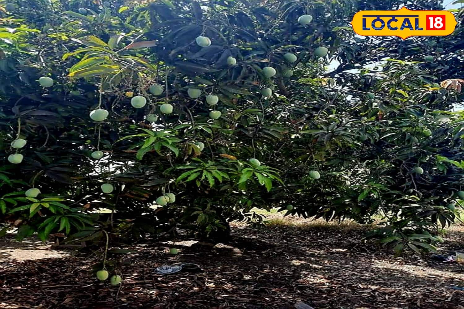 આદ્રા નક્ષત્રમાં જૈનો નહીં કરે આ બે ફળનું સેવન, જાણો તેનું વૈજ્ઞાનિક ...