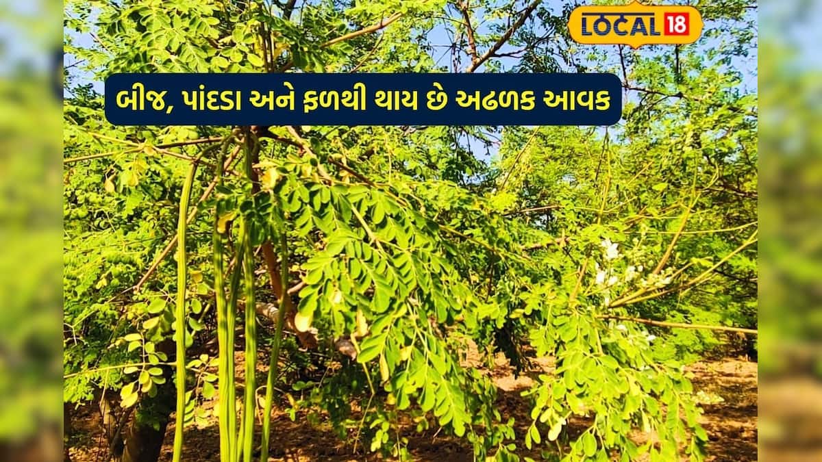 ખેતરના શેઢા પર વાવી દો આ ઝાડ, થશે અઢળક કમાણી-drumstick tree seeds ...