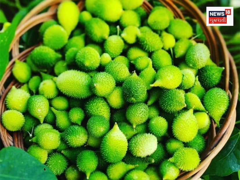 Kankada ચોમાસામાં કંકોડા કંટોળા ગુજરાતના ખેતરોમાં થાય છે - spiny gourd kankoda ...