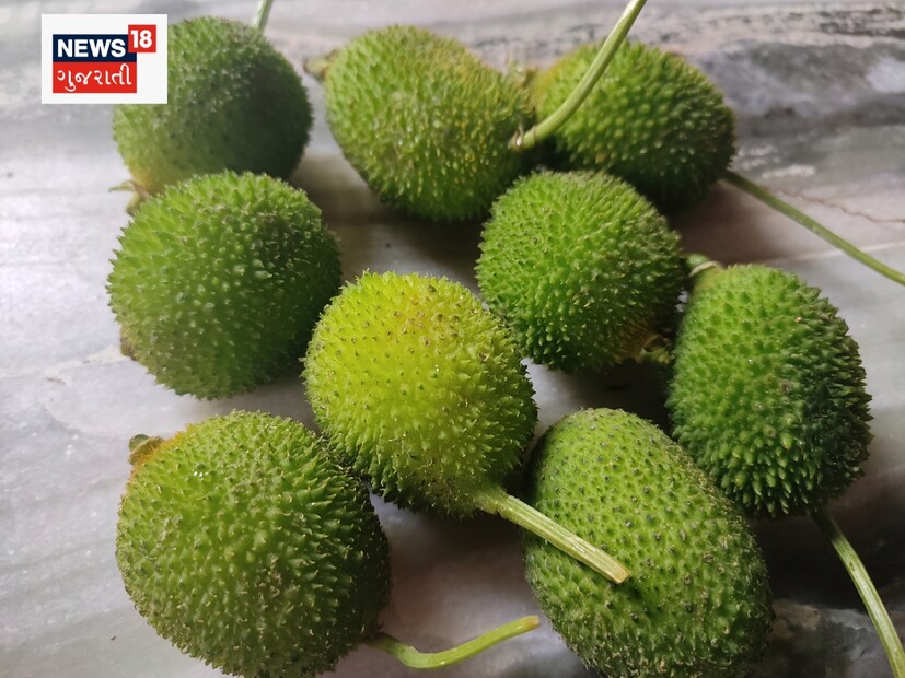 Kankada ચોમાસામાં કંકોડા કંટોળા ગુજરાતના ખેતરોમાં થાય છે - spiny gourd kankoda ...