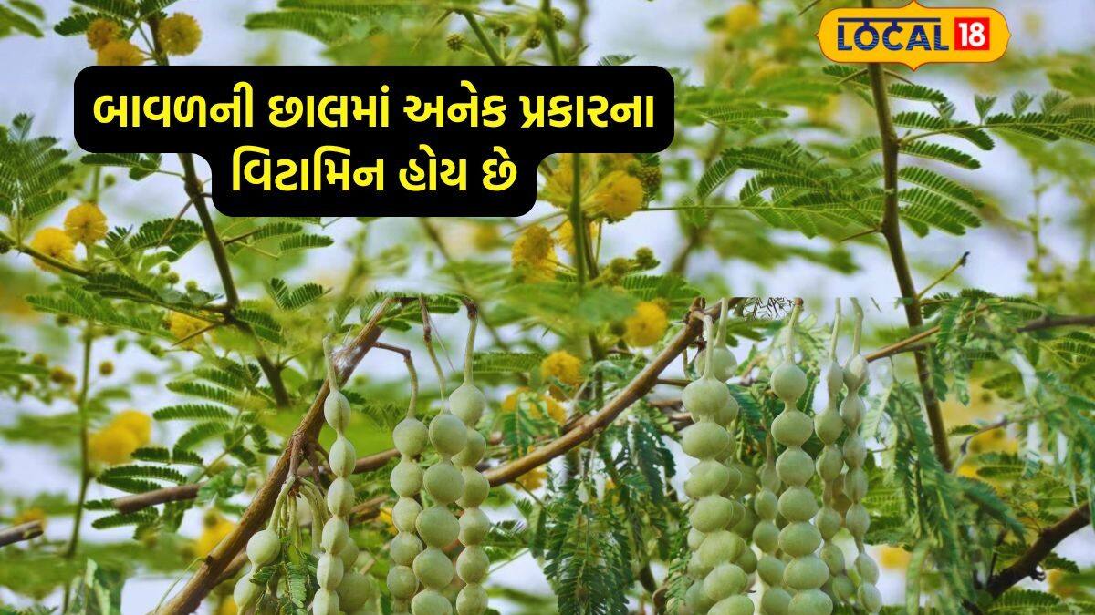 હેલ્થ ટિપ્સ: દેશી બાવળના દાતણ આરોગ્ય માટે અતિ ગુણકારી છે-babool tree ...