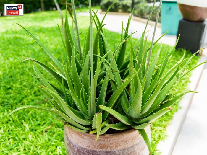 ગુચ્છામાં ખરે છે વાળ? માથામાં લગાવો આ છોડના પાન, હેર ફોલ બંધ થઇ જશે