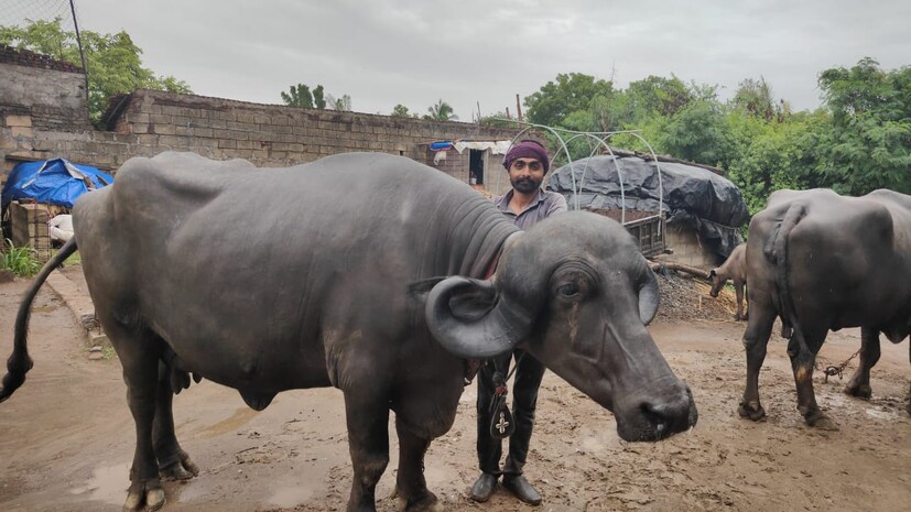 સૌથી મોંઘી ભેંસ, રોજ 15 લિટર દૂધ આપે - The most expensive buffalo ...
