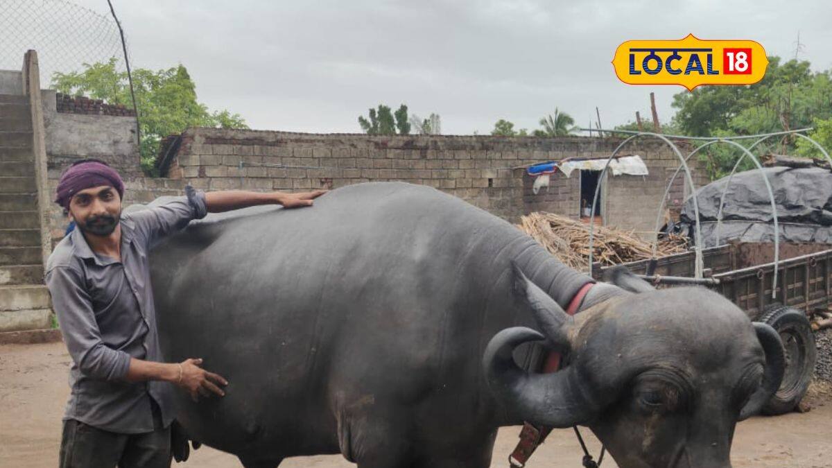 સૌથી મોંઘી ભેંસ, રોજ 15 લિટર દૂધ આપે - The most expensive buffalo ...