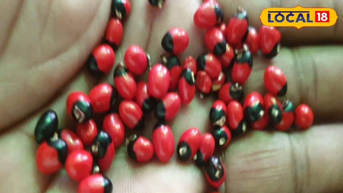 Chanothi Roots આ લાલ ચણોઠી છે સુખ અને સમૃદ્ધિનું પ્રતીક, તેને લઈને છે બીજી ઘણી માન્યતા ...