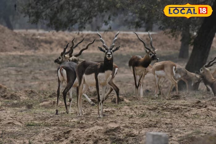 જાણવા જેવું: સામાન્ય હરણથી કેટલા અલગ હોય છે કાળા હરણ, જેના મોતથી હજુ પણ ...