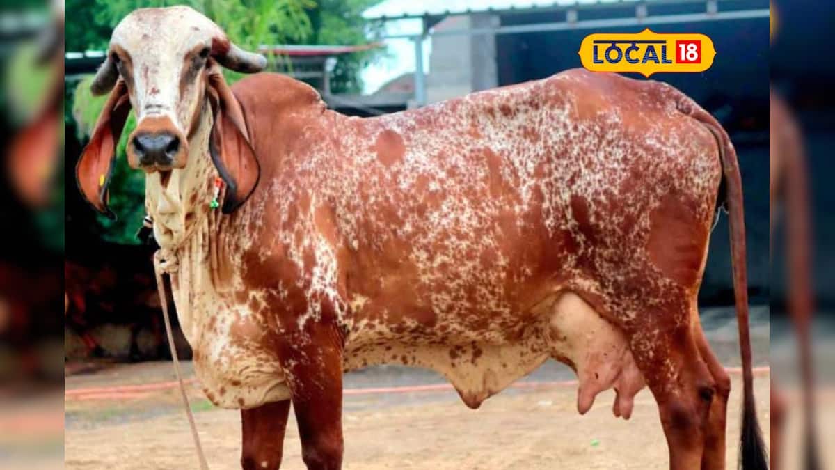 આ ગીર ગાય રોજ 14 લિટર દૂધ આપે This Gir cow gives 14 liters of milk