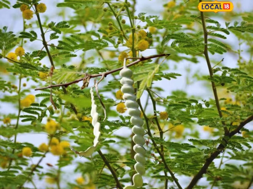 શ્વાસની દુર્ગંધ દૂર કરશે આ દેશી ઝાડનું દાતણ, વજન ઘટાડવામાં પણ કરશે મદદ ...