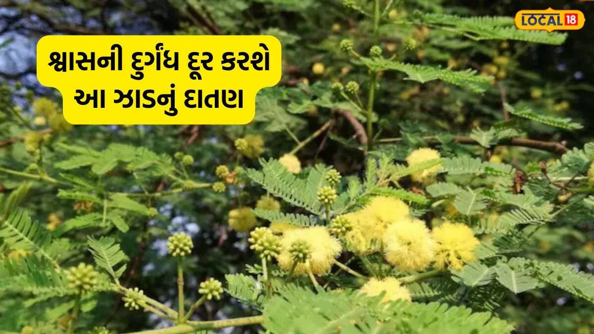 પોષક તત્ત્વોથી ભરપૂર છે આ ઝાડની છાલ, મોઢા અને દાંતના રોગોનો છે રામબાણ ...