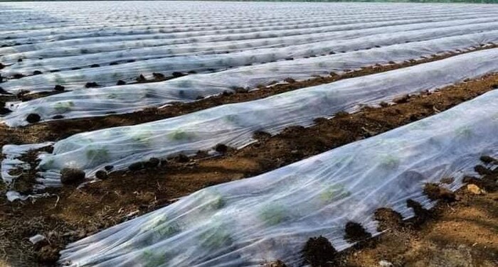 Farmers will get assistance in horticultural crops