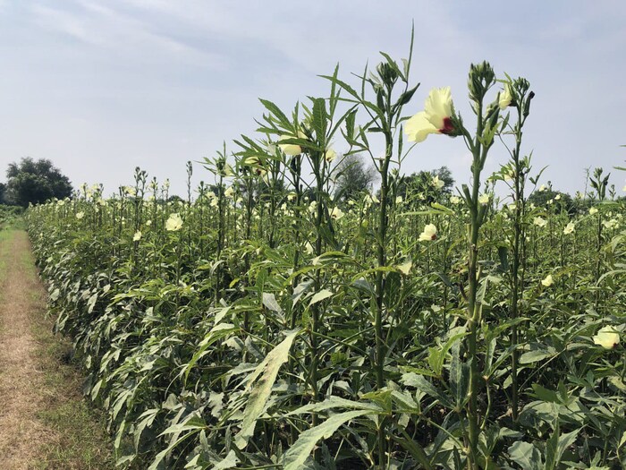Farmers will get assistance in horticultural crops