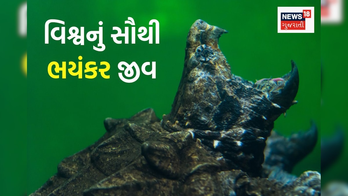 મગર જેવી ઢાલ અને મજબૂત જડબું, આ છે દુનિયાનું સૌથી ડરામણું જીવ, જોતા જ 