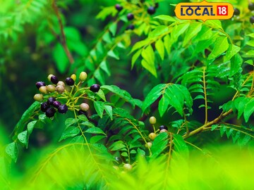 Simple tips for growing sweet neem plants quickly