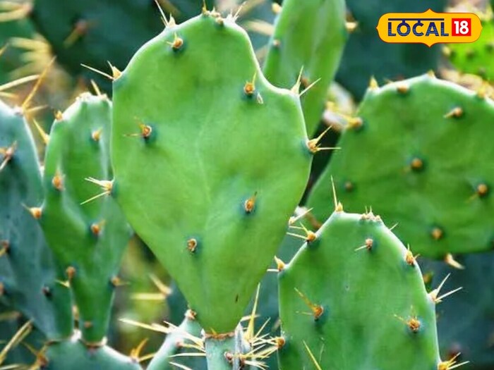 Dr. Manoj Tiwari said, Hawthorn plant is expectorant, blood purifier, relieves pain and inflammation and is beneficial for the heart. Apart from this, this plant is also used to stop bleeding. It also reduces the pain of Kapha and Stomach diseases as well as joint inflammation. Dr. Manoj Tiwari said, Hawthorn plant is expectorant, blood purifier, relieves pain and inflammation and is beneficial for the heart. Apart from this, this plant is also used to stop bleeding. It also reduces the pain of Kapha and Stomach diseases as well as joint inflammation.