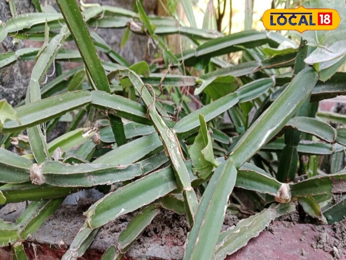     Ayurveda Acharya said that people also put it in the form of sleeping on the door of the house. He said, calcium is present inside this plant, which is important for connecting and strengthening bones.