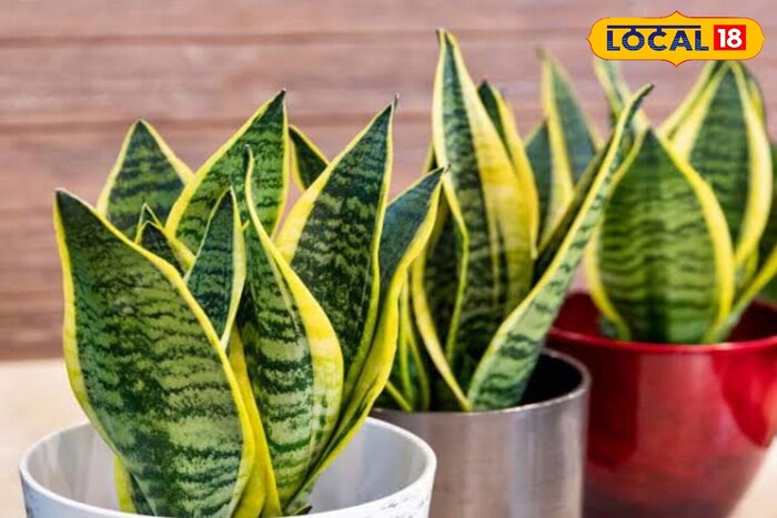 સ્થાનિક 18