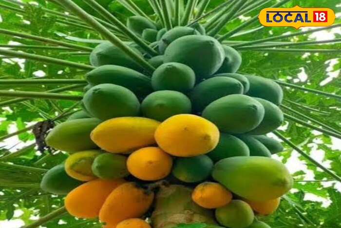     Dr. Speaking to Local 18, Amit Verma said that papaya seeds are very beneficial for our health. Its seeds contain healthy fats, proteins, vitamins and many nutrients like zinc, phosphorus, calcium, magnesium. Using it gives relief from many diseases of the body.
