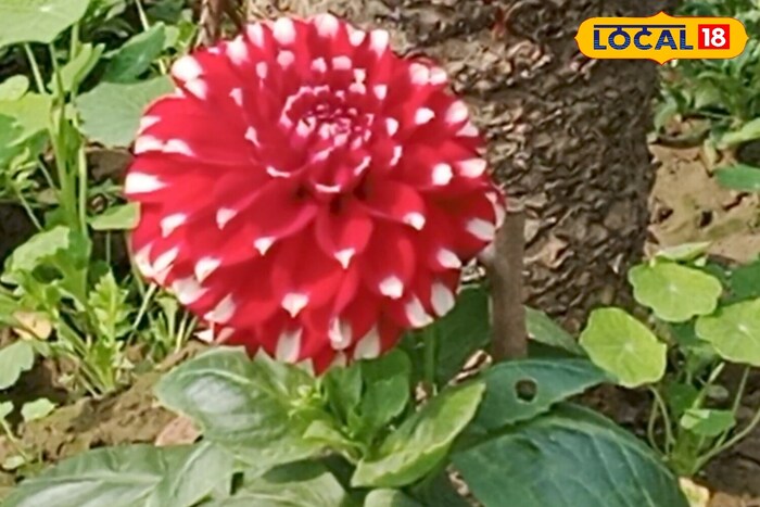 Special flower 