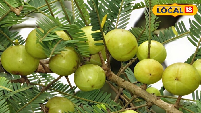     Eating empty stomach, especially in the morning, helps with eye light, heart disease, liver disease, gastric, fever, inflammation, acidity, blood disorders, constipation, urinary disorders, diarrhea, diabetes, inflammation, anemia, gall bladder, etc. It is very beneficial in cough and many respiratory diseases in respiratory diseases.