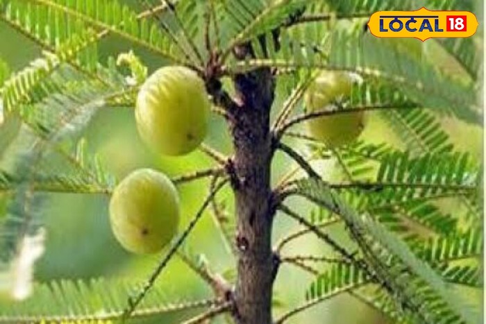     If you consume the tamarind properly, it will change your body twice as quickly. Indeed, eat empty stomach tamarind in the morning and drink hot milk. This will relieve you of many things.
