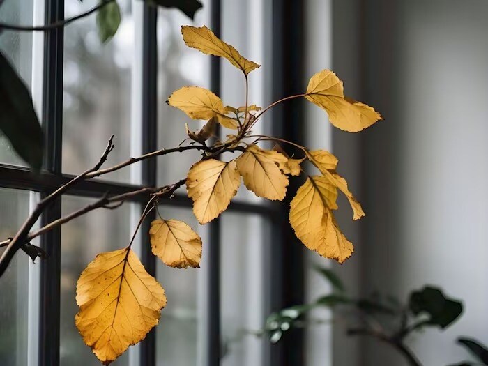 છોડના પાંદડા પીળા પડવા એ સામાન્ય સમસ્યા હોઈ શકે છે. પરંતુ જો તેને વહેલી ઓળખવામાં આવે તો તેનો ઈલાજ થઈ શકે છે. છોડને યોગ્ય માત્રામાં પાણી, પ્રકાશ અને પર્યાપ્ત પોષણ આપવાથી તેનું સ્વાસ્થ્ય સુધરી શકે છે. છોડની સંભાળ રાખતી વખતે, આ કારણો પર ધ્યાન આપો અને યોગ્ય પગલાં લો, જેથી તમારો છોડ ફરીથી લીલોતરી બને. છોડના પાંદડા પીળા પડવા એ સામાન્ય સમસ્યા હોઈ શકે છે. પરંતુ જો તેને વહેલી ઓળખવામાં આવે તો તેનો ઈલાજ થઈ શકે છે. છોડને યોગ્ય માત્રામાં પાણી, પ્રકાશ અને પર્યાપ્ત પોષણ આપવાથી તેનું સ્વાસ્થ્ય સુધરી શકે છે. છોડની સંભાળ રાખતી વખતે, આ કારણો પર ધ્યાન આપો અને યોગ્ય પગલાં લો, જેથી તમારો છોડ ફરીથી લીલોતરી બને.