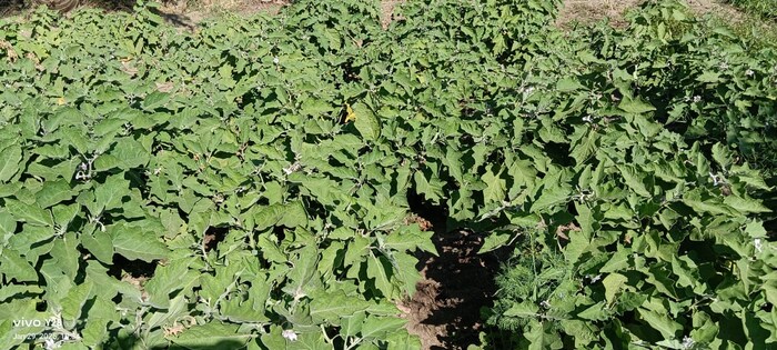 Female farmers earn better than two women from brinjal farming Female farmers earn better than two women from brinjal farming