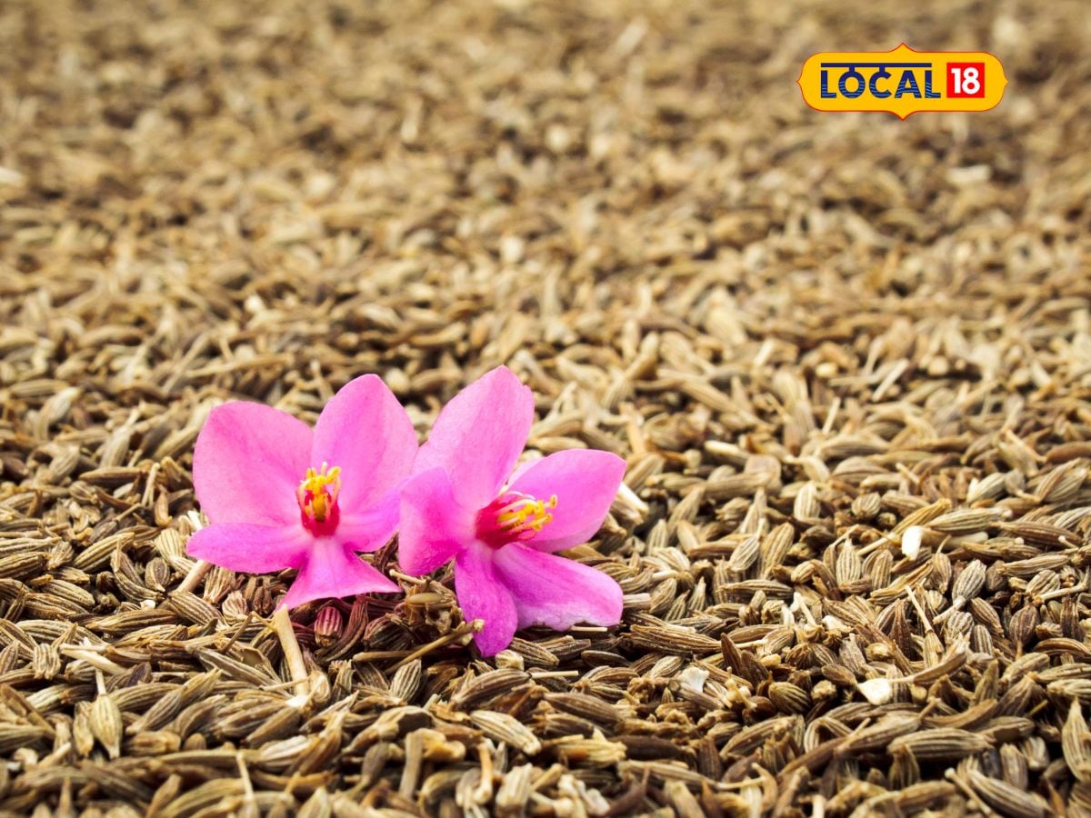 New cumin seeds auctioned at Hapa Marketing Yard