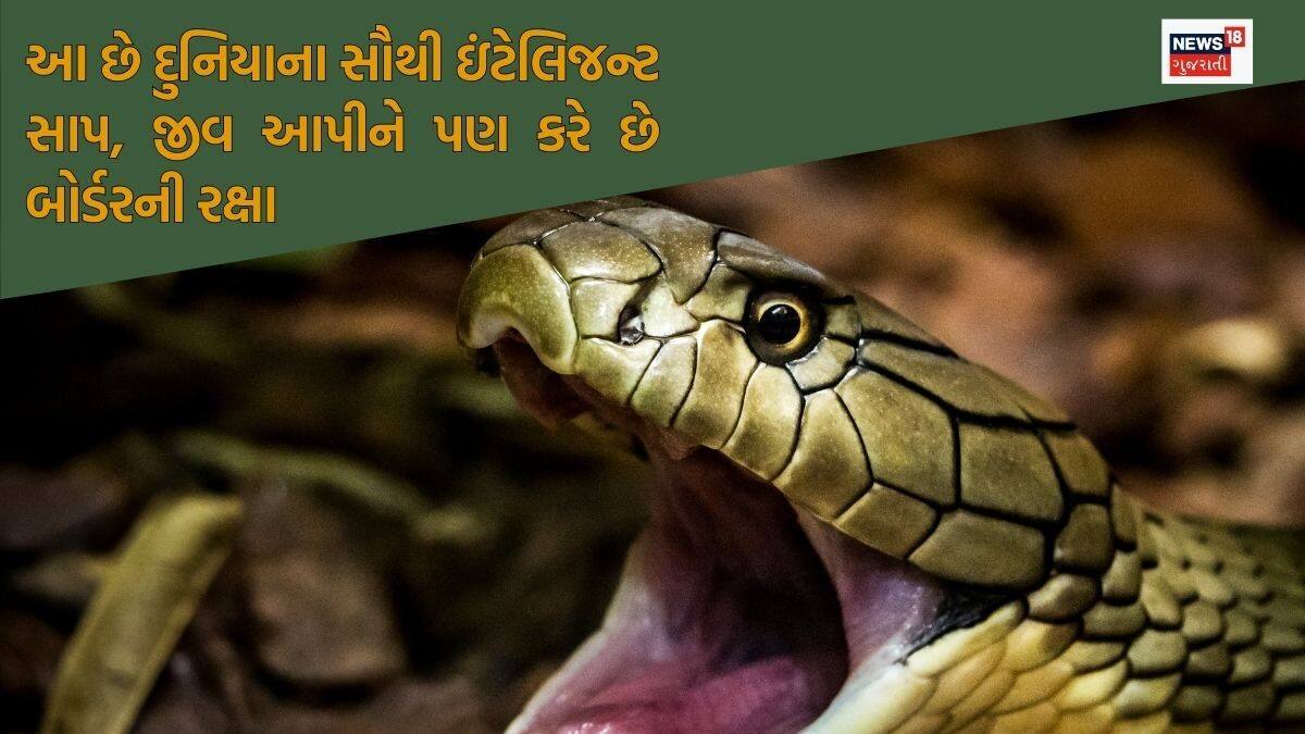 Snake Intelligence Most Intelligent Snake king cobra unknown facts - દુનિયાનો સૌથી ઇમાનદાર ...