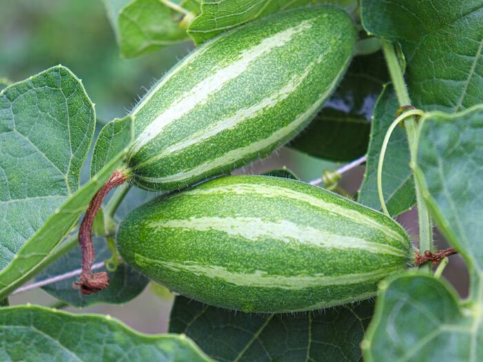 People will know the names of ordinary vegetables such as potatoes, onions, tomatoes in English. But green vegetables are widely eaten in many areas, but do you know their English name? We are talking about Parwala.