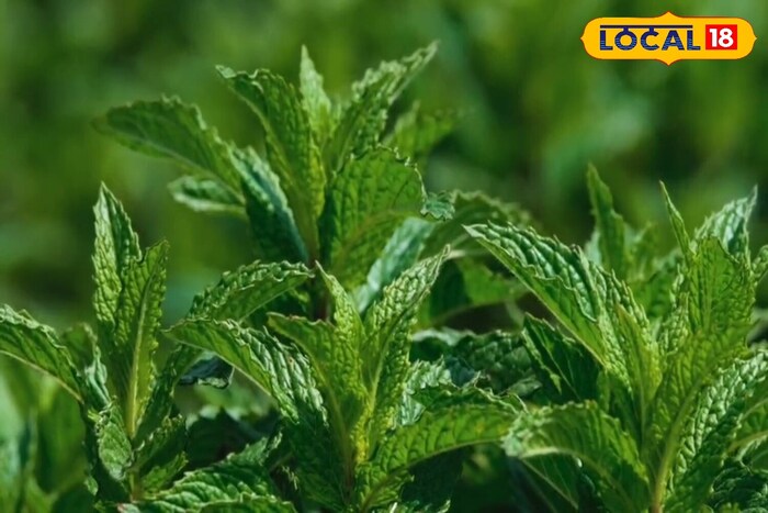     If you are fond of drinking coffee or soda, it will also have to avoid intake. You don't have to tell the bad habits of chewing tobacco. Also, if you eat junk food, it has to be avoided. By adopting all this you can protect your teeth. Also, basil leaves will help you very much, which will shine your teeth by chewing or brushing with its paste."