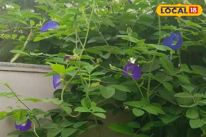 Benefits of unwavering flower, benefits of unwanted, unwanted flower properties, home remedies for diabetes, skin diseases, skin problems, health tips, winter health tips, winter health tips, digestion, home -treated, home treatment, grandmother's tips, home tips.