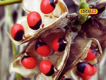 Miracle plants for skin and hair problems 