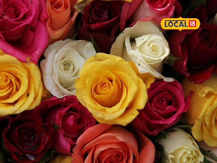 પુર્નીયાના બાયપાસ રોડ પરના ગાર્ડન વિલેજના છોડના નિષ્ણાત આશુતોષ મિશ્રાએ જણાવ્યું હતું કે તમે રોઝ, ચંપા, ગુલમોર, ગાલ્ગોટા, કેરી અથવા લિચી જેવા છોડ આપી શકો છો. આ તમને છોડમાં રંગીન ફૂલો અને ફળો ઉગાડવાની મંજૂરી આપશે. તે પૈસાની બચત કરશે અને સરળતાથી કલમ બનાવવાની તકનીક શીખી શકશે. પુર્નીયાના બાયપાસ રોડ પરના ગાર્ડન વિલેજના છોડના નિષ્ણાત આશુતોષ મિશ્રાએ જણાવ્યું હતું કે તમે રોઝ, ચંપા, ગુલમોર, ગાલ્ગોટા, કેરી અથવા લિચી જેવા છોડ આપી શકો છો. આ તમને છોડમાં રંગીન ફૂલો અને ફળો ઉગાડવાની મંજૂરી આપશે. તે પૈસાની બચત કરશે અને સરળતાથી કલમ બનાવવાની તકનીક શીખી શકશે.