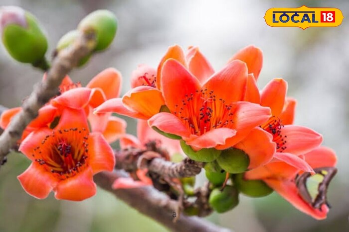     With the advent of spring, the red flowers of the shimmat have nailed in the forests, making the forests colored and beautiful. Looking at these beautiful flowers, it seems that nature has reddened with how much skill in green forests. The shrub tree is known for its wide size and beauty, but its flowers not only enhance the beauty of the forest, but its medicinal qualities make it special.