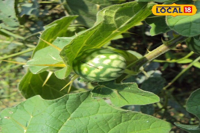     There are many plants in Ayurveda that are known for their medicinal qualities. One of those important plants is the basement. This is a thorny plant, whose five organs (roots, stress, leaves, flower and fruit) are full of medicinal qualities. Even if these plants are thorny, each part of it is used in solving various health problems. The fruit, flowers and stress of these plants contain elements that help fight many ailments.