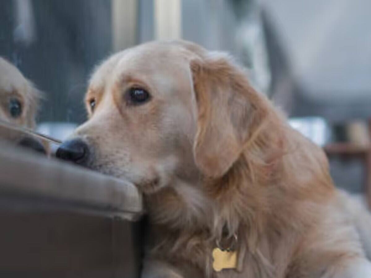 Summer Season Pets Dogs Cat Goats Buffalo at Risk of Disease Heatstroke Dehydration
