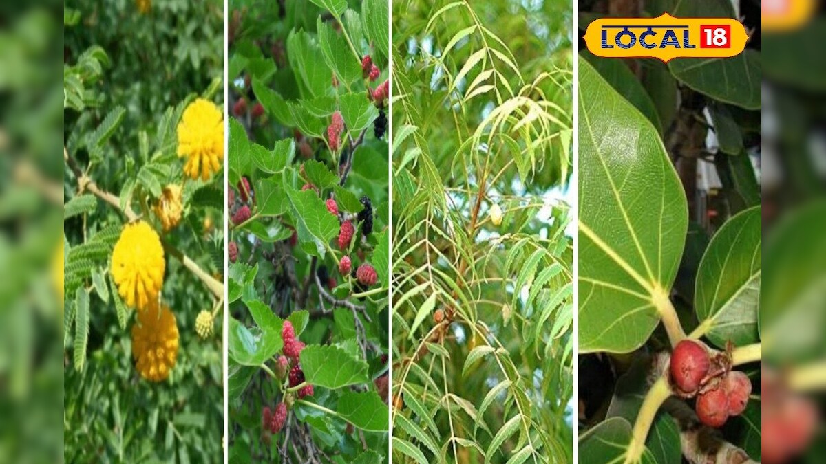 ये 5 चमत्कारी पेड़! 100 से ज्यादा बीमारियों का रामबाण इलाज, जानिए फायदे 🌿🔥