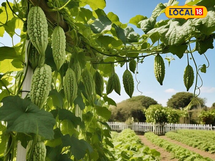     Dr. Talking to Vidya Gupta with Local18, he said that in Karela contains many nutrients such as iron, vitamin A, vitamin B, vitamin C, manganese, potassium, zinc, antioxidant and hypoglycemic. Karela also has anti -bacterial, antiviral and anti -cancer properties. (PC: AI-GENERATED IMAGE)