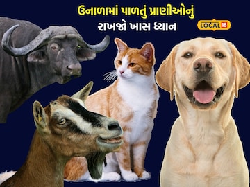 Special attention of pets in the summer Special attention of pets in the summer