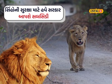 સિંહોની સુરક્ષા માટે હવે સરકાર આપશે સબસિડી