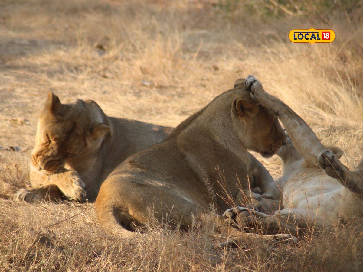 Lion population increases Forest department appeals to farmers Do this to save lions in Gir government give assistance